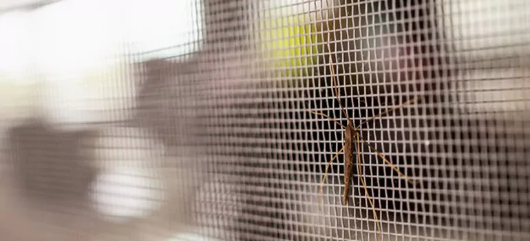 Repair Mosquito Mesh For Windows in Warrington, FL